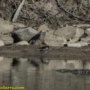 Hirundo neoxena at Stromlo, ACT - 23 Sep 2018