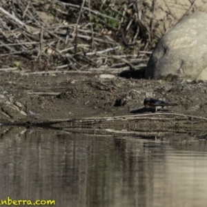 Hirundo neoxena at Stromlo, ACT - 23 Sep 2018