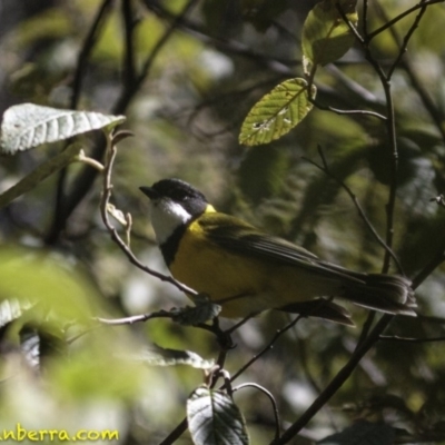 Pachycephala pectoralis (Golden Whistler) at Paddys River, ACT - 30 Sep 2018 by BIrdsinCanberra