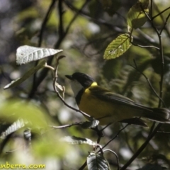 Pachycephala pectoralis at Paddys River, ACT - 30 Sep 2018