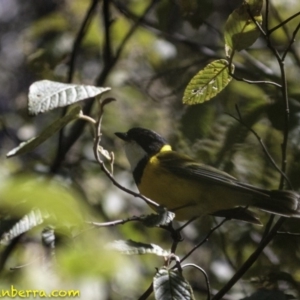 Pachycephala pectoralis at Paddys River, ACT - 30 Sep 2018 11:00 AM