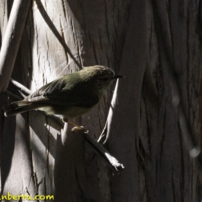 Acanthiza lineata (Striated Thornbill) at Paddys River, ACT - 30 Sep 2018 by BIrdsinCanberra