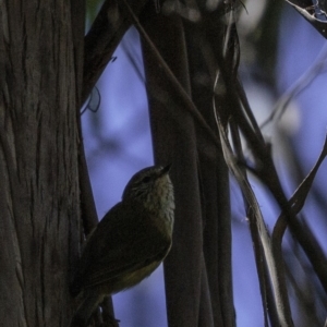 Acanthiza lineata at Paddys River, ACT - 30 Sep 2018