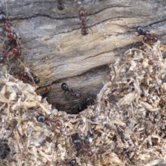 Papyrius nitidus (Shining Coconut Ant) at O'Malley, ACT - 2 Oct 2018 by Mike