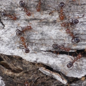 Papyrius nitidus at O'Malley, ACT - suppressed