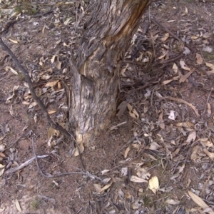 Papyrius nitidus at O'Malley, ACT - suppressed