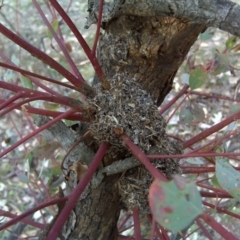 Papyrius nitidus (Shining Coconut Ant) at O'Malley, ACT - 2 Oct 2018 by Mike