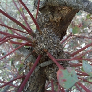 Papyrius nitidus at O'Malley, ACT - suppressed