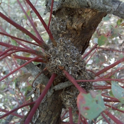 Papyrius nitidus (Shining Coconut Ant) at O'Malley, ACT - 2 Oct 2018 by Mike