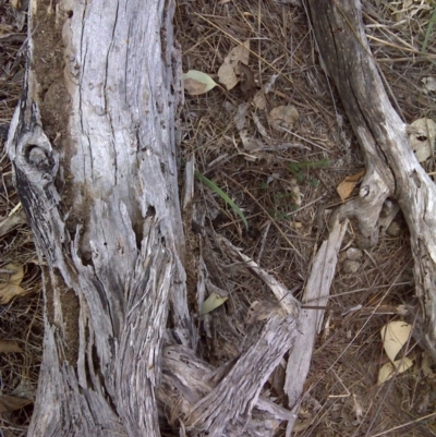 Papyrius nitidus (Shining Coconut Ant) at O'Malley, ACT - 2 Oct 2018 by Mike