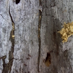 Papyrius nitidus (Shining Coconut Ant) at O'Malley, ACT - 2 Oct 2018 by Mike