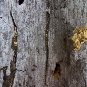 Papyrius nitidus at O'Malley, ACT - suppressed