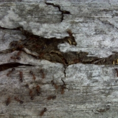 Papyrius nitidus (Shining Coconut Ant) at O'Malley, ACT - 2 Oct 2018 by Mike