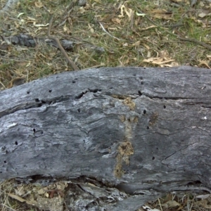 Papyrius nitidus at O'Malley, ACT - suppressed