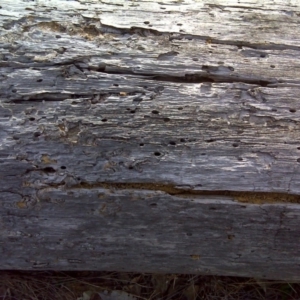 Papyrius nitidus at O'Malley, ACT - suppressed