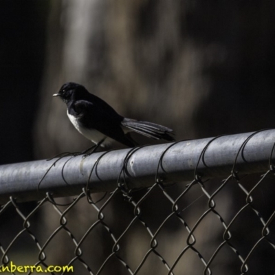 Rhipidura leucophrys (Willie Wagtail) at Stromlo, ACT - 23 Sep 2018 by JonSteinbeck