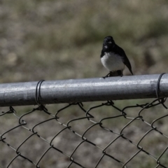 Rhipidura leucophrys at Stromlo, ACT - 23 Sep 2018