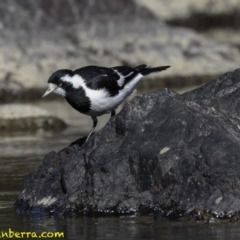 Grallina cyanoleuca (Magpie-lark) at Stromlo, ACT - 22 Sep 2018 by BIrdsinCanberra