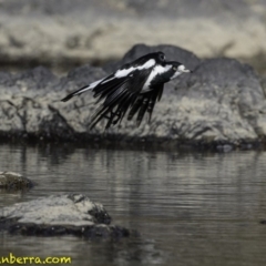 Grallina cyanoleuca at Stromlo, ACT - 23 Sep 2018