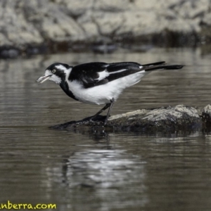 Grallina cyanoleuca at Stromlo, ACT - 23 Sep 2018