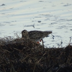 Gallinago hardwickii (Latham's Snipe) at Fyshwick, ACT - 2 Oct 2018 by roymcd