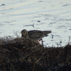 Gallinago hardwickii (Latham's Snipe) at Fyshwick, ACT - 1 Oct 2018 by roymcd