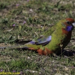 Platycercus elegans (Crimson Rosella) at Stromlo, ACT - 22 Sep 2018 by BIrdsinCanberra