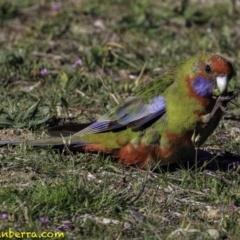 Platycercus elegans at Stromlo, ACT - 23 Sep 2018