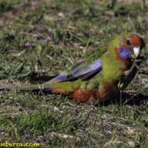 Platycercus elegans at Stromlo, ACT - 23 Sep 2018 08:35 AM