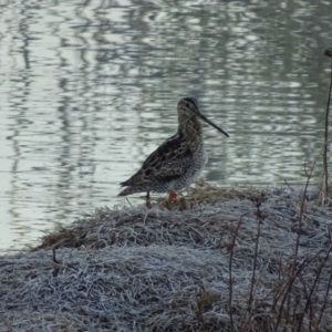 Gallinago hardwickii at Fyshwick, ACT - 2 Oct 2018