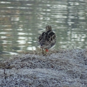 Gallinago hardwickii at Fyshwick, ACT - 2 Oct 2018