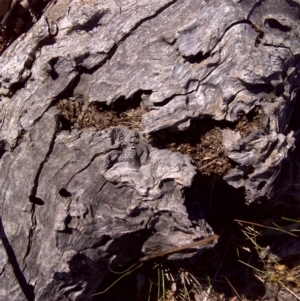 Papyrius nitidus at Symonston, ACT - suppressed