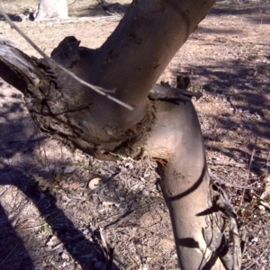 Papyrius nitidus at Symonston, ACT - suppressed