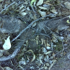 Papyrius nitidus at Symonston, ACT - suppressed