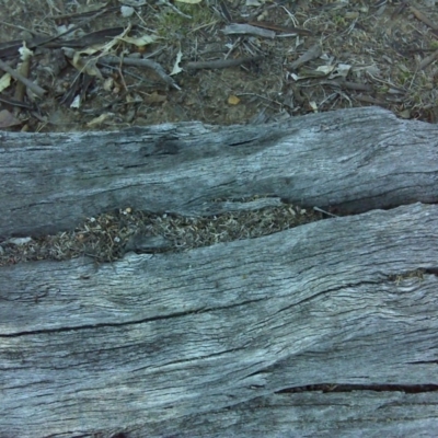 Papyrius nitidus (Shining Coconut Ant) at Symonston, ACT - 30 Sep 2018 by Mike