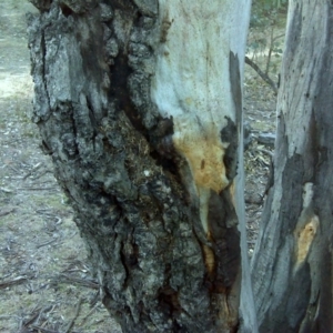 Papyrius nitidus at Symonston, ACT - suppressed