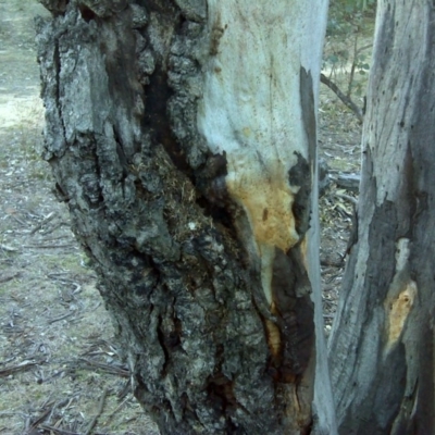 Papyrius nitidus (Shining Coconut Ant) at Symonston, ACT - 30 Sep 2018 by Mike