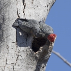 Callocephalon fimbriatum (Gang-gang Cockatoo) at Bruce, ACT - 2 Oct 2018 by AlisonMilton