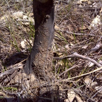 Papyrius nitidus (Shining Coconut Ant) at Symonston, ACT - 28 Sep 2018 by Mike