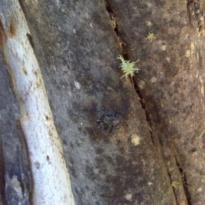 Papyrius nitidus (Shining Coconut Ant) at Jerrabomberra, ACT - 28 Sep 2018 by Mike