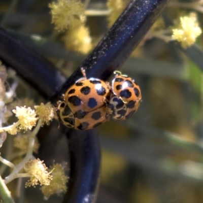 Harmonia conformis (Common Spotted Ladybird) at Bruce, ACT - 2 Oct 2018 by AlisonMilton