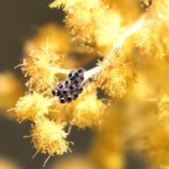 Harmonia conformis at Bruce, ACT - 2 Oct 2018 10:02 AM