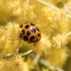 Harmonia conformis at Bruce, ACT - 2 Oct 2018 10:02 AM