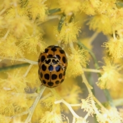 Harmonia conformis at Bruce, ACT - 2 Oct 2018 10:02 AM