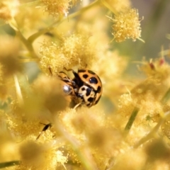 Harmonia conformis at Bruce, ACT - 2 Oct 2018