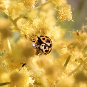 Harmonia conformis at Bruce, ACT - 2 Oct 2018 10:02 AM