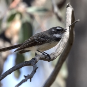 Rhipidura albiscapa at Aranda, ACT - 2 Oct 2018 11:15 AM