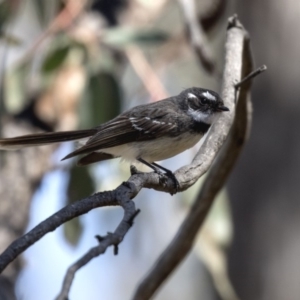 Rhipidura albiscapa at Aranda, ACT - 2 Oct 2018 11:15 AM