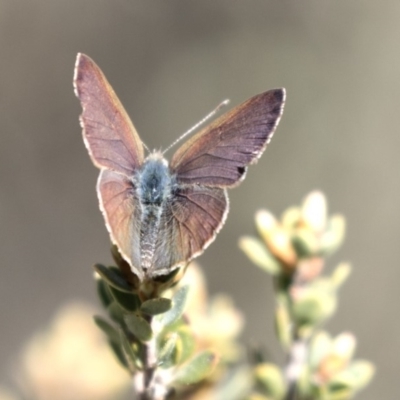 Erina hyacinthina (Varied Dusky-blue) at Aranda, ACT - 2 Oct 2018 by Alison Milton