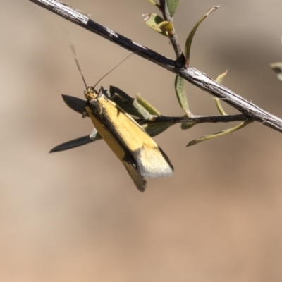 Philobota undescribed species near arabella (A concealer moth) at Aranda, ACT - 2 Oct 2018 by Alison Milton